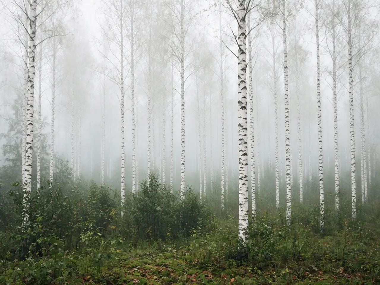A foggy birch forest in early morning light